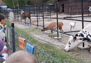 Dzieci oglądają zwierzęta, min. lamy.